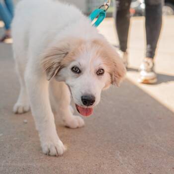 RJ -  Great Pyrenees Dog for Adoption in Greer, South Carolina - RJ | PetCurious