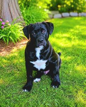 American Bulldog Dogs Available for Adoption in Elloree, South Carolina - Guppy | PetCurious