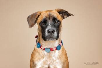 Boxer and Australian Cattle Dog Blue Heeler Dogs Available for Adoption in Coppell, Texas - Ranger | PetCurious