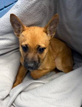 Shepherd Dogs Available for Adoption in Hartsville, South Carolina - Wisteria (Wx3) | PetCurious