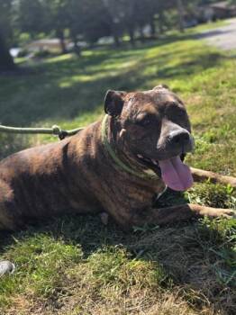 Bubba -  American Staffordshire Terrier and Mixed Breed Dog for Adoption in Westland, Michigan - Bubba | PetCurious