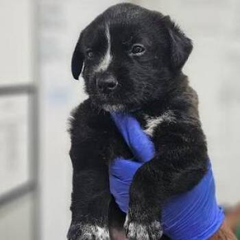 Apple pie -  Shepherd Dog for Adoption - Apple Pie | PetCurious