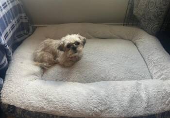 Zoey -  Shih Tzu Dog for Adoption in Youngsville, North Carolina - Zoey | PetCurious
