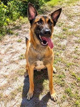 Frenzy -  Belgian Shepherd Malinois and Mixed Breed Dog for Adoption in Palm Coast, Florida - Frenzy | PetCurious