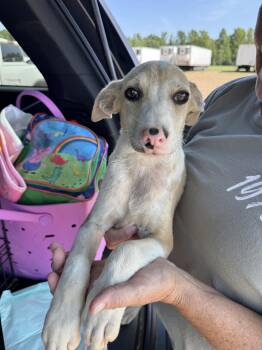 Lucy -  Catahoula Leopard Dog Dog for Adoption in Manchester, Connecticut - Lucy | PetCurious