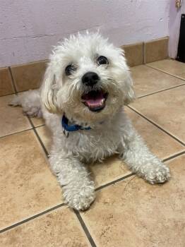 Rescue Maltese and Shih Tzu Dogs for Adoption in Oakland, New Jersey - Christopher | PetCurious