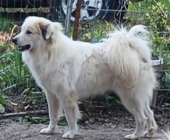 Rescue Great Pyrenees and Maremma Sheepdog Dogs for Adoption in Mouth Of Wilson, Virginia - Pepe | PetCurious