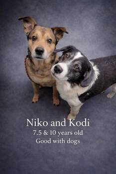 Collie and Shepherd Dogs Available for Adoption - Koda And Niko | PetCurious