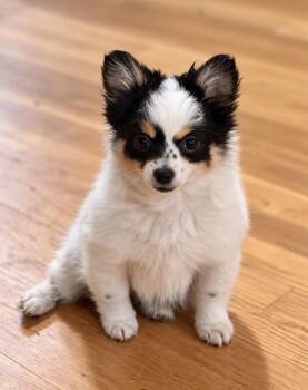 Gizmo -  Pomeranian and Chihuahua Dog for Adoption in Puyallup, Washington - Gizmo | PetCurious