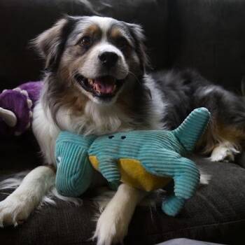 Australian Shepherd Dogs Available for Adoption in Portland, Oregon - Tucker | PetCurious