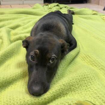 Happi -  Mixed Breed Dog for Adoption in Saint Charles, Missouri - Happi | PetCurious