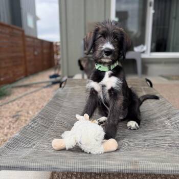 BEVERLY -  German Wirehaired Pointer Dog for Adoption in Loveland, Colorado - BEVERLY | PetCurious
