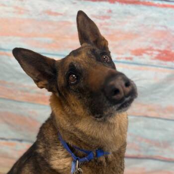 Niko -  Belgian Shepherd Malinois Dog Available for Adoption in Cheyenne, Wyoming - Niko | PetCurious