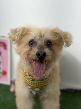 Vince-One of our Amazing Rescue Dogs -  Poodle and Schnoodle Dog for Adoption in Carlsbad, California - Vince-One Of Our Amazing Rescue Dogs | PetCurious