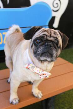 Pug Dogs Available for Adoption - Snort | PetCurious