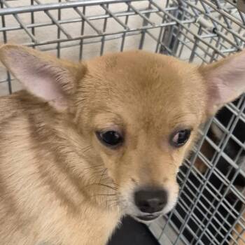 Gordita -  Mixed Breed Dog for Adoption in Lake Panasoffkee, Florida - Gordita | PetCurious