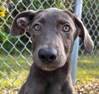 Pup Turmeric -  Weimaraner and Labrador Retriever Dog for Adoption in Washington, District Of Columbia - Pup Turmeric | PetCurious
