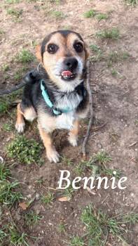 Chihuahua and Mixed Breed Dogs Available for Adoption in Fort Worth, Texas - Bennie | PetCurious