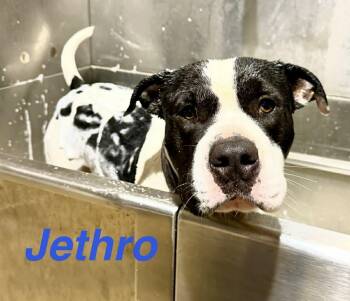 American Bulldog Dogs Available for Adoption - Jethro | PetCurious