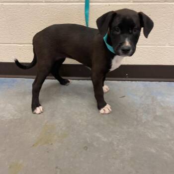 Mixed Breed Dogs Available for Adoption in Memphis, Tennessee - Dannie | PetCurious