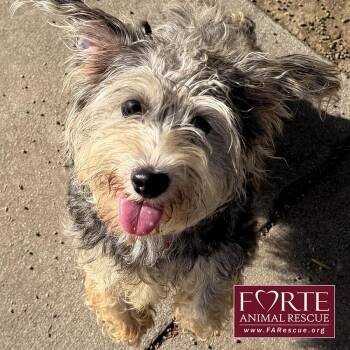 Miniature Schnauzer and Yorkshire Terrier Dogs Available for Adoption - Peanut | PetCurious