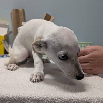 Rescue Jack Russell Terrier and Chihuahua Dogs for Adoption in Chico, California - PIKACHU | PetCurious