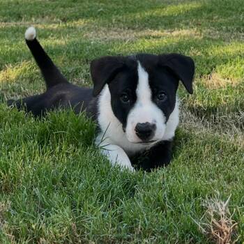 Flapper -  Border Collie and Mixed Breed Dog for Adoption in Rock Hill, South Carolina - Flapper | PetCurious