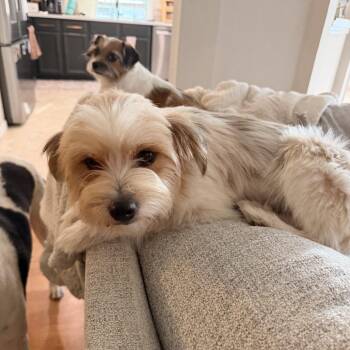 Henry -  Norfolk Terrier Dog for Adoption in Montgomery, Texas - Henry | PetCurious