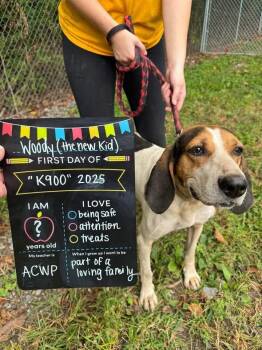 Rescue Treeing Walker Coonhound and Hound Dogs for Adoption in Hinton, West Virginia - Woody (6yo, 60lbs) | PetCurious