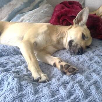 Jackson -  Mixed Breed Dog for Adoption in Jupiter, Florida - Jackson | PetCurious