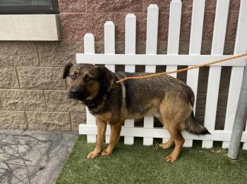 German Shepherd Dog and Labrador Retriever Dogs Available for Adoption in Modesto, California - BEAR | PetCurious