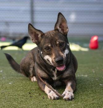 German Shepherd Dog and Siberian Husky Dogs Available for Adoption - Astro | PetCurious