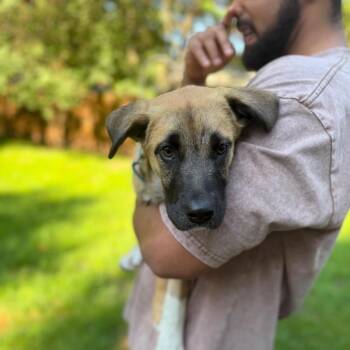 Sara -  Mixed Breed Dog for Adoption in Buffalo, Minnesota - Sara | PetCurious