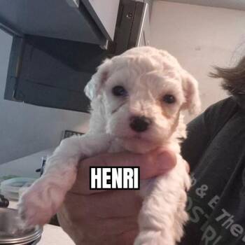 Bichon Frise Dogs Available for Adoption in Olympia, Washington - Henri | PetCurious