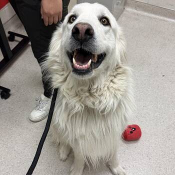 Acorn -  Great Pyrenees Dog for Adoption in Murray, Utah - Acorn | PetCurious