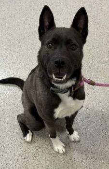 Scotty -  Australian Kelpie and Mixed Breed Dog for Adoption in Fishers, Indiana - Scotty | PetCurious
