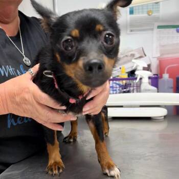 Marcie -  Miniature Pinscher and Chihuahua Dog for Adoption in Trenton, New Jersey - Marcie | PetCurious