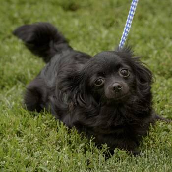Cecilia -  Chihuahua Dog Available for Adoption in Lambertville, New Jersey - Cecilia | PetCurious