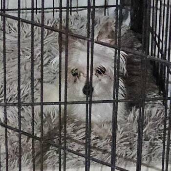 Rescue Chihuahua and Mixed Breed Dogs for Adoption in Nampa, Idaho - Yeti | PetCurious