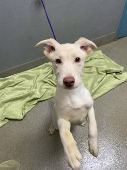 Golden Retriever and Mixed Breed Dogs Available for Adoption in Las Vegas, Nevada - KANEKOA | PetCurious