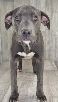 Kaia -  Pit Bull Terrier and Mixed Breed Dog Available for Adoption in Shreveport, Louisiana - Kaia | PetCurious