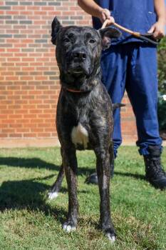 Ogie -  Pit Bull Terrier Dog for Adoption in Stillwater, Oklahoma - Ogie | PetCurious