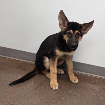 Klara -  German Shepherd Dog Dog for Adoption in Chattanooga, Tennessee - Klara | PetCurious