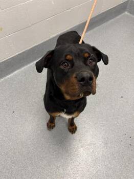 CICERO -  Rottweiler Dog for Adoption in Indianapolis, Indiana - CICERO | PetCurious
