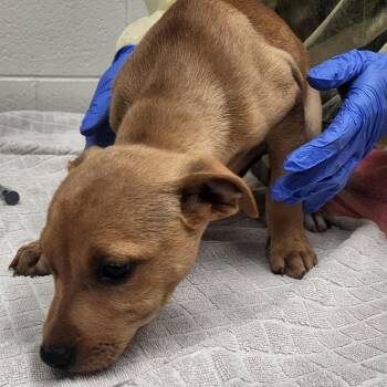 Mixed Breed Dogs Available for Adoption - Tokyo | PetCurious