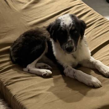 Mani -  Australian Shepherd and Mixed Breed Dog for Adoption in Phoenix, Arizona - Mani | PetCurious