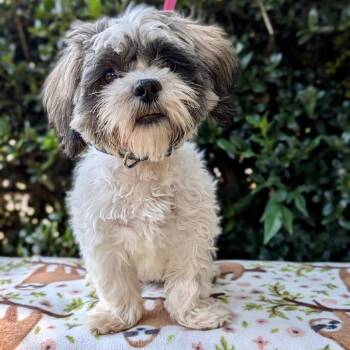 Bandit 08-2922 -  Shih Tzu Dog for Adoption in Tyrone, Georgia - Bandit 08-2922 | PetCurious