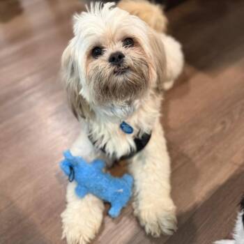Shih Tzu Dogs Available for Adoption in Tampa, Florida - Simba | PetCurious