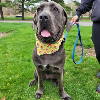 Nyah -  Cane Corso Dog for Adoption in Middlebury, Connecticut - Nyah | PetCurious