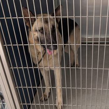 Delgado -  Mixed Breed Dog for Adoption in Greenville, South Carolina - Delgado | PetCurious